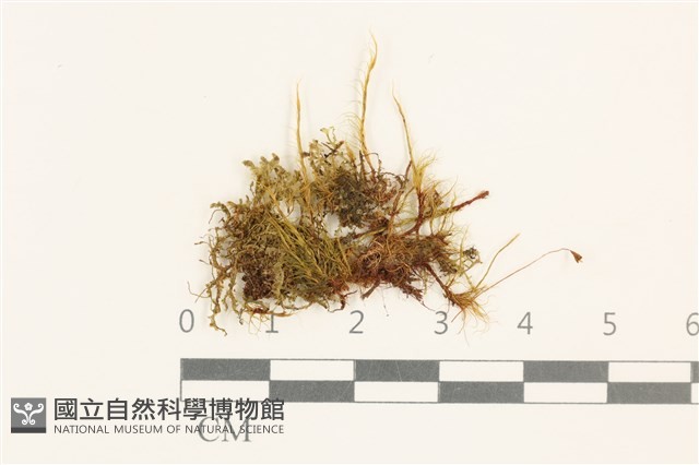 登錄號:B00004892藏品圖，第1張