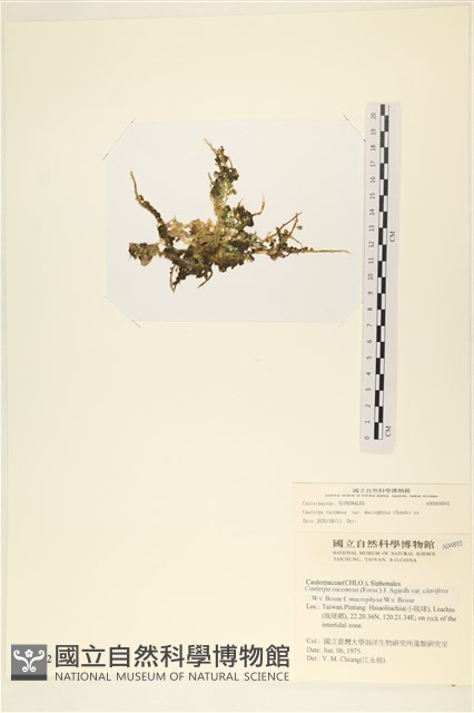 登錄號:A00004892藏品圖，第3張