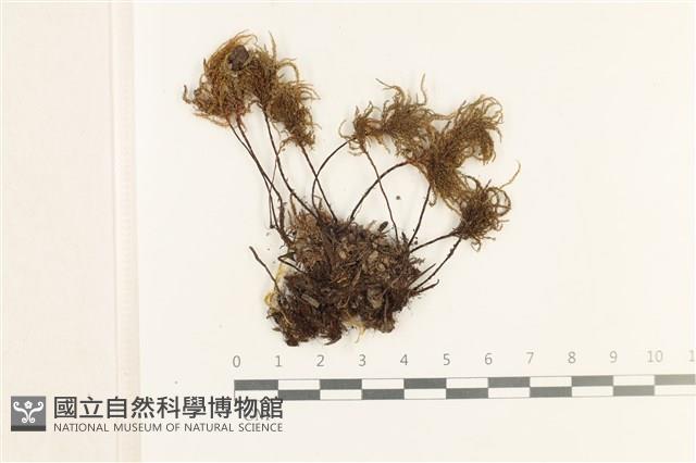 登錄號:B00015892藏品圖，第1張