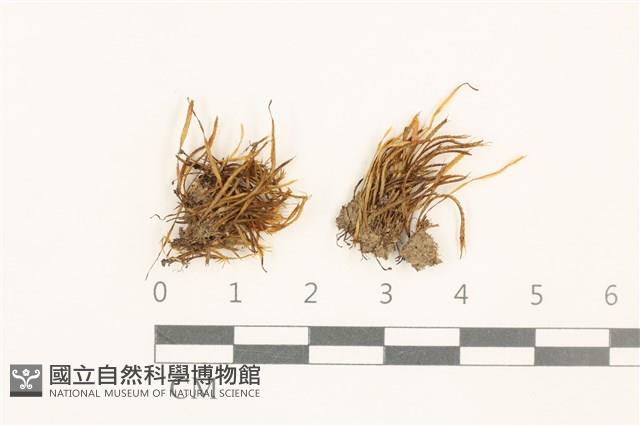 登錄號:B00005892藏品圖，第1張