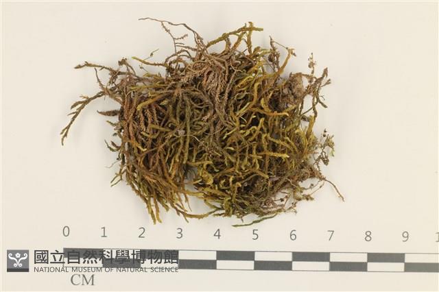 登錄號:B00012392藏品圖，第1張