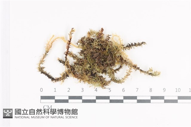 登錄號:B00011392藏品圖，第1張