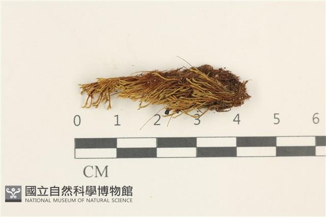 登錄號:B00003392藏品圖，第1張