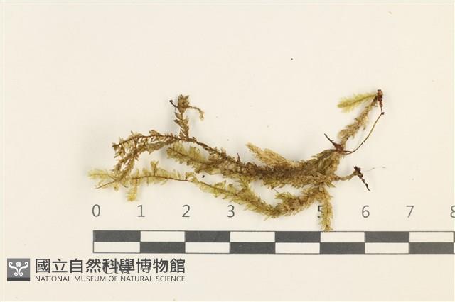 登錄號:B00000242藏品圖，第1張