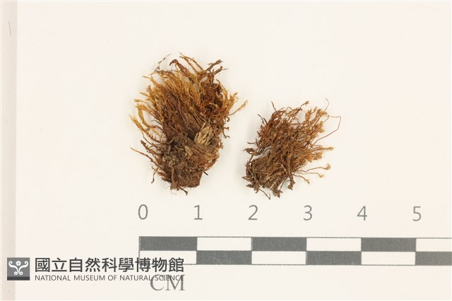 仙鶴蘚藏品圖，第1張