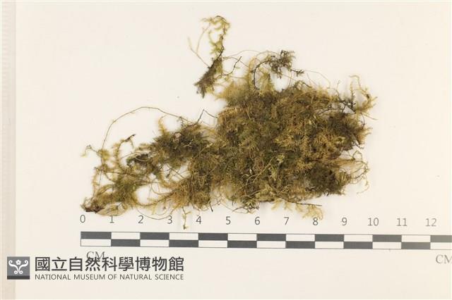 多疣懸蘚藏品圖，第1張