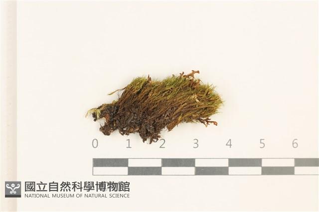 登錄號:B00000042藏品圖，第1張