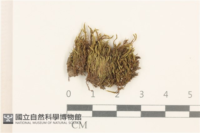 登錄號:B00015142藏品圖，第1張