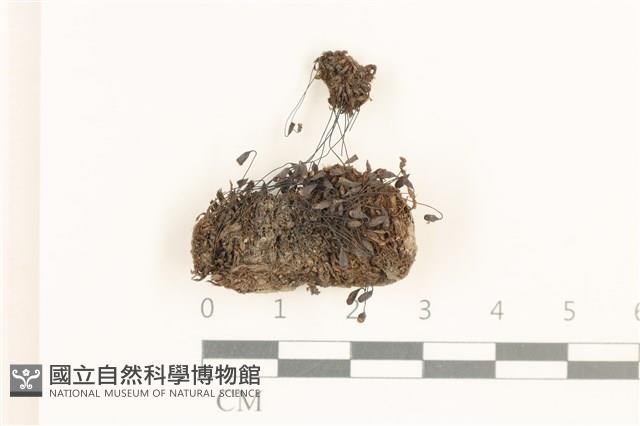 叢生真蘚藏品圖，第1張