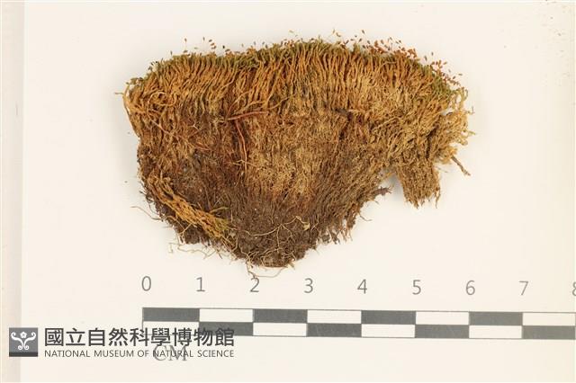 卷葉叢本蘚藏品圖，第1張