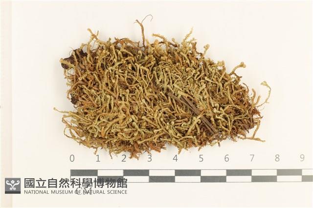 登錄號:B00016942藏品圖，第1張