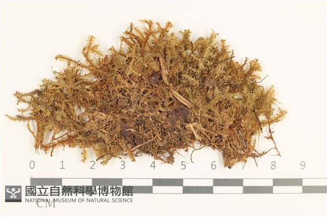 登錄號:B00004942藏品圖，第1張