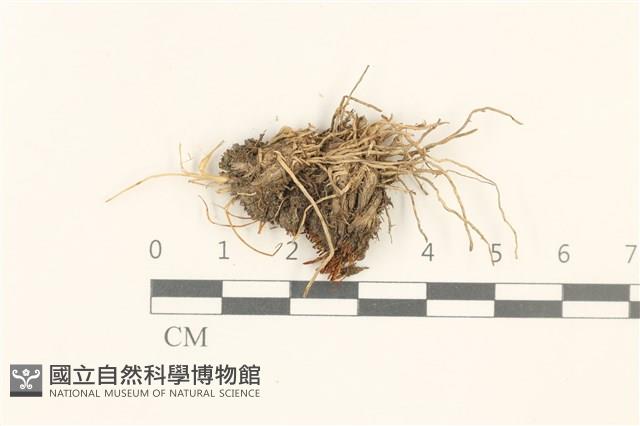登錄號:B00017942藏品圖，第1張