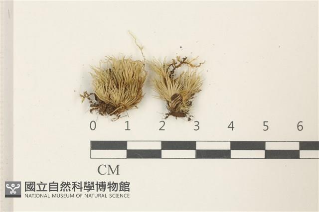 登錄號:B00011942藏品圖，第1張