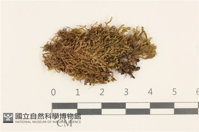 登錄號:B00010942藏品圖，第1張