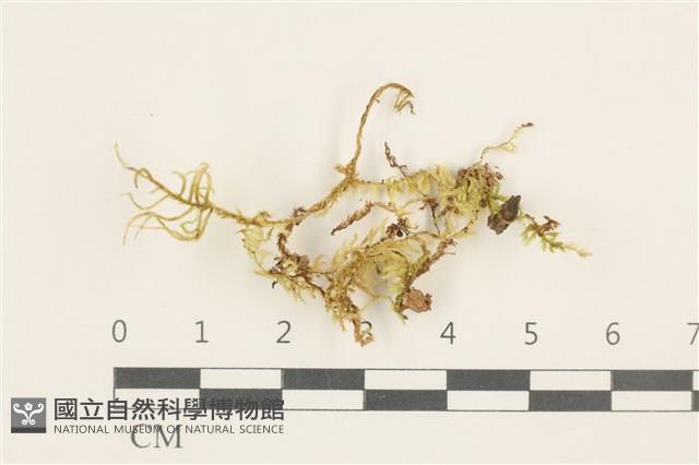 登錄號:B00012842藏品圖，第1張