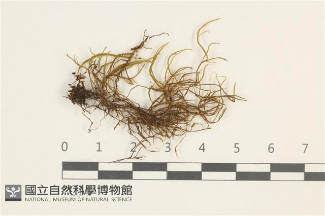 登錄號:B00014842藏品圖，第1張