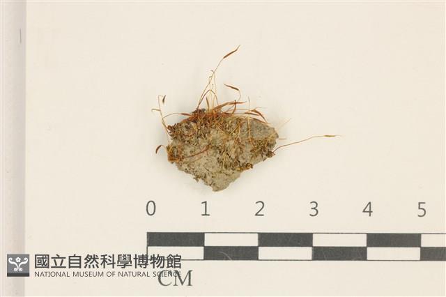 登錄號:B00007842藏品圖，第1張