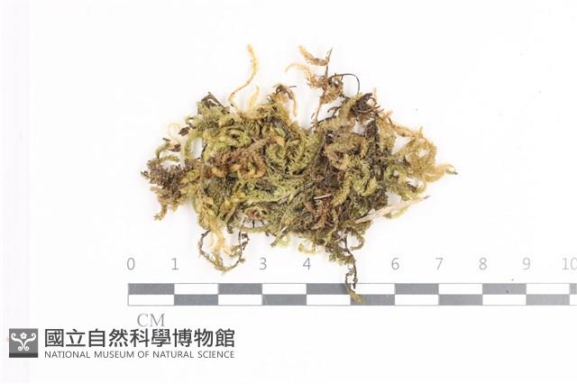 毛扭蘚藏品圖，第1張