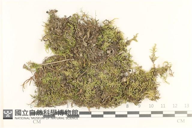 登錄號:B00013262藏品圖，第1張