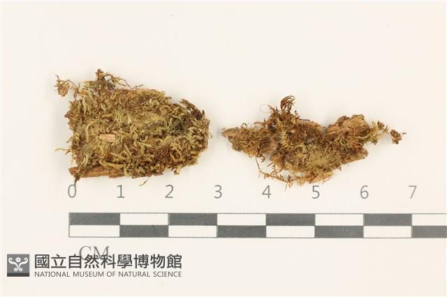 東亞小錦蘚藏品圖，第1張