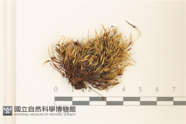 登錄號:B00016962藏品圖，第1張