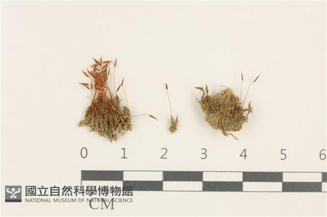 扭口蘚藏品圖，第1張