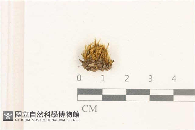 登錄號:B00011962藏品圖，第1張