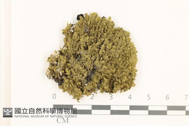 登錄號:B00018862藏品圖，第1張