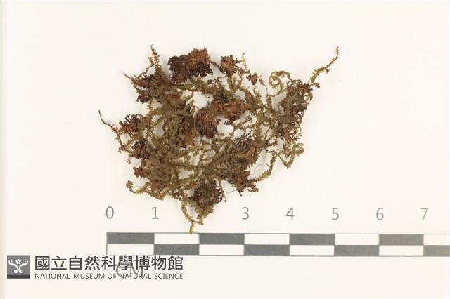 白鞭苔藏品圖，第1張