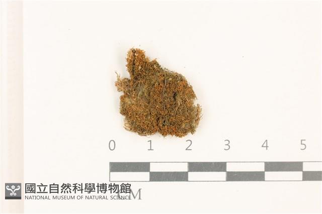 尼氏假大萼苔藏品圖，第1張