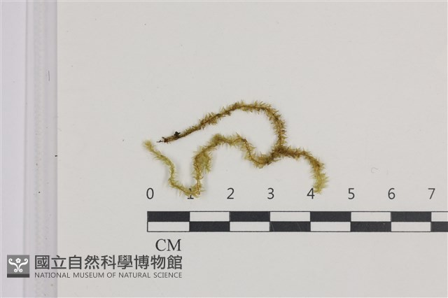 登錄號:B00011362藏品圖，第1張