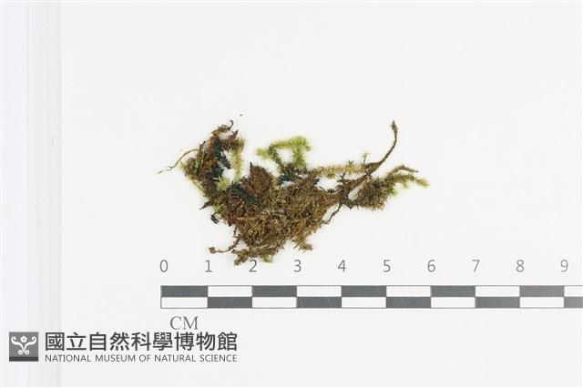 雲南灰氣蘚藏品圖，第1張
