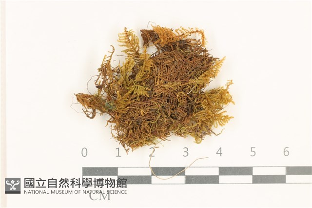 登錄號:B00006002藏品圖，第1張