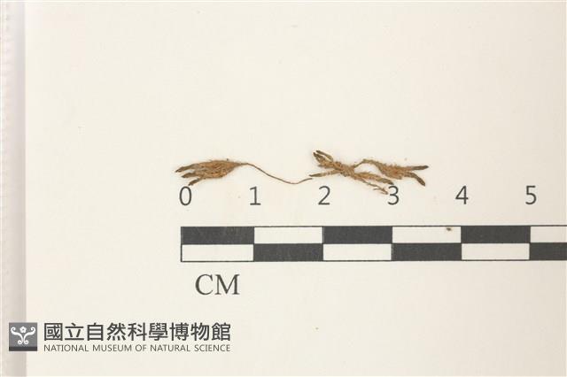 登錄號:B00010002藏品圖，第1張