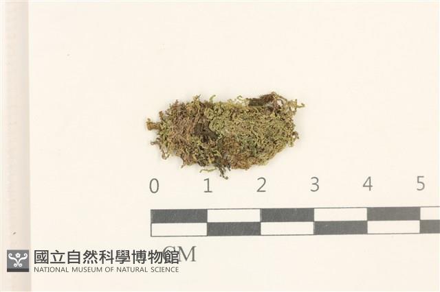 多胞裂萼苔藏品圖，第1張