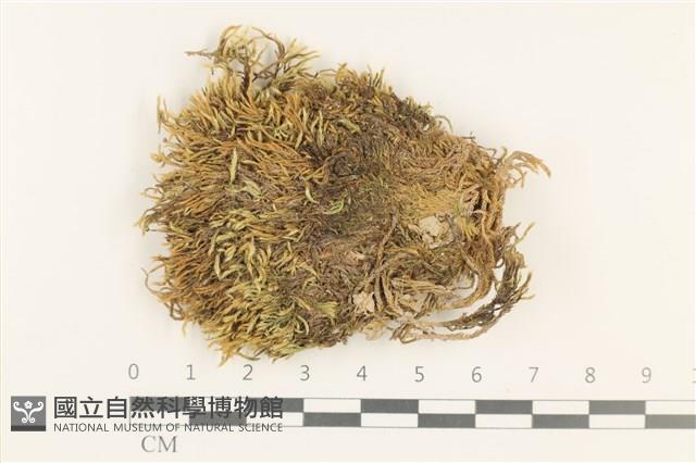 登錄號:B00011102藏品圖，第1張