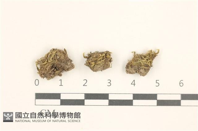 叢生真蘚藏品圖，第1張