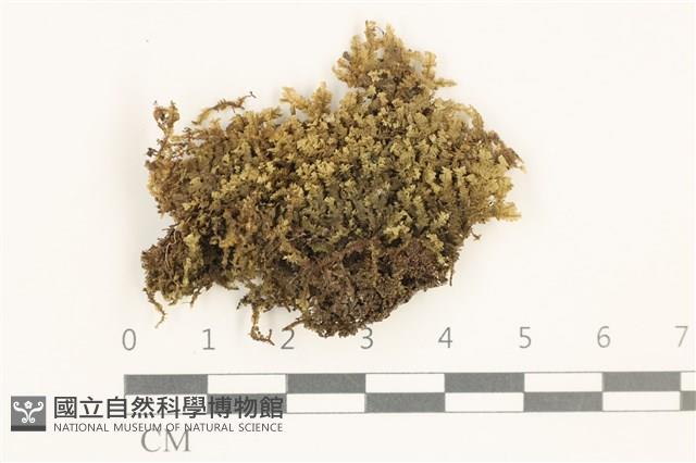 鞭苔,三裂鞭苔藏品圖，第1張