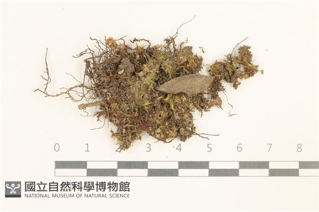 脆枝曲柄蘚藏品圖，第1張