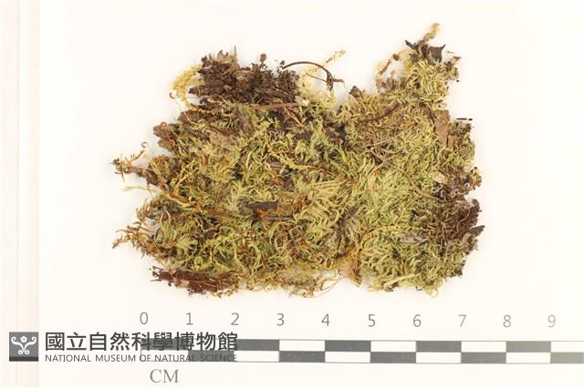 細枝青蘚藏品圖，第1張