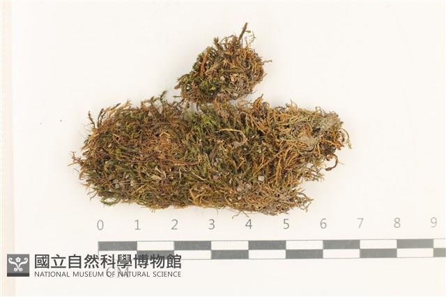 登錄號:B00013282藏品圖，第1張