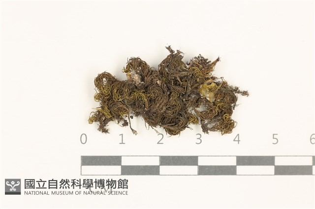 海島花葉蘚藏品圖，第1張