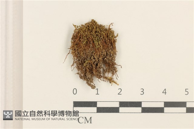 登錄號:B00014082藏品圖，第1張