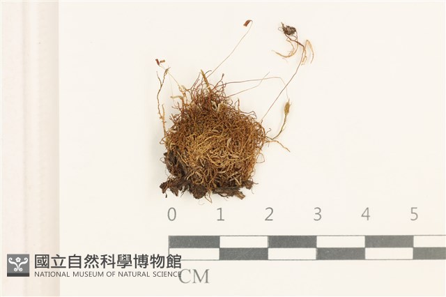 登錄號:B00005082藏品圖，第1張
