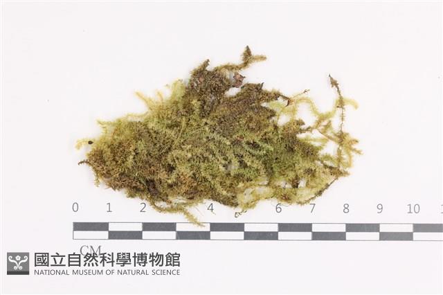 大灰氣蘚藏品圖，第1張