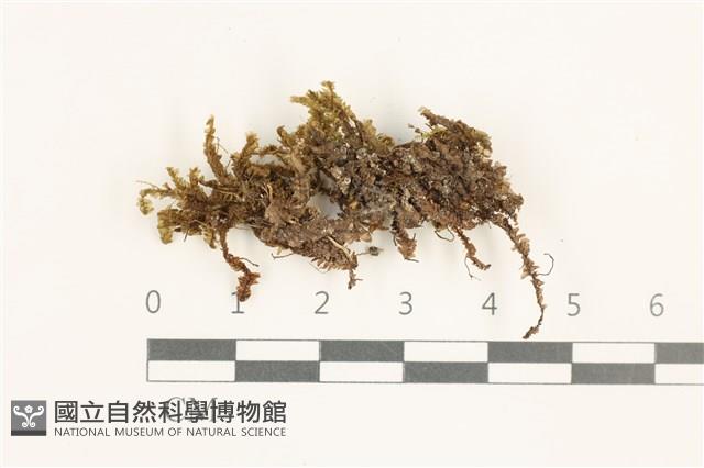 鞭苔藏品圖，第1張
