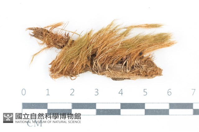 長葉青毛蘚藏品圖，第1張