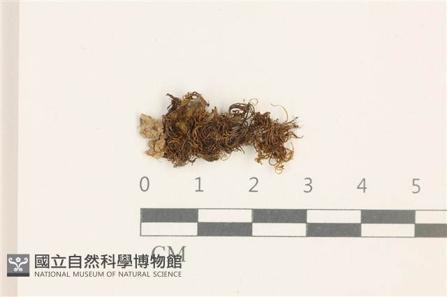 登錄號:B00008982藏品圖，第1張