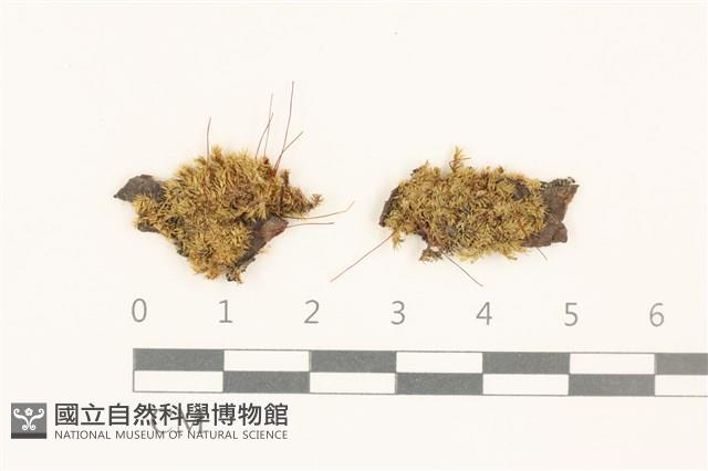 登錄號:B00011982藏品圖，第1張